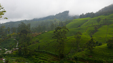 Fototapeta na wymiar Tea plantations in Sri Lanka. Mountain landscape with tea estate.