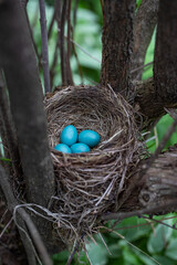 nest with eggs