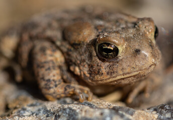 Toad on stone