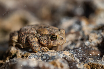 Toad on Rock