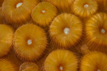 Close up texture and patterns across a coral reef © Shawn