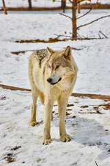 Fototapeta na wymiar Lone white wolf standing in snow at park