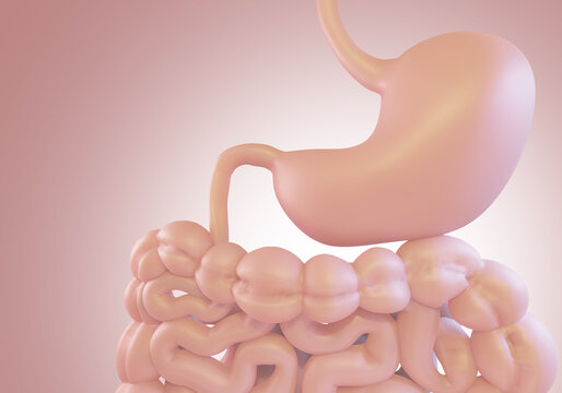 Gastrointestinal tract. Health digestive system. Human stomach and intestines close up. Visualization of stomach. People's digestive system. Large and small intestine on pink background. 3d image.