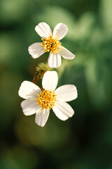 Naklejka na ściany i meble white daisy flower nature florida 