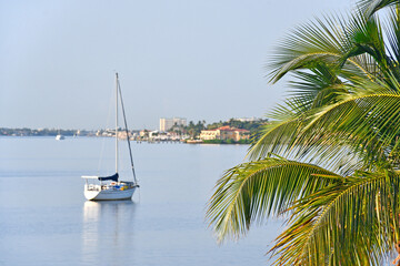 Sailboat anchored with palm tree in foreground along the intracoastal waterway near Lantana beach...