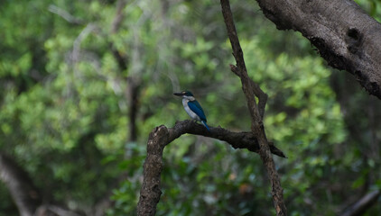 A bird perched on a branch in the natural forest.