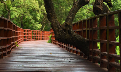 Obraz premium The wooden bridge is a beautiful natural walkway.