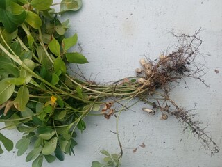 The peanut ready to eat