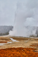 Old Faithful iconic Yellowstone geyser in winter
