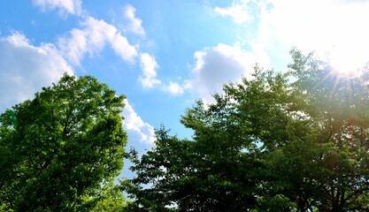初夏　爽やかな青空と癒しの新緑　風景　古河