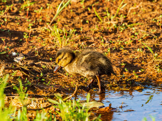 Close up shot of cute baby duck at Oklahoma