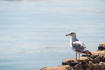 A gray and white seagull sits on concrete and metal sheet piles along the shore of Lake Michigan in Chicago on a bright sunny day with blue water background and copy space.