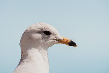Isolated close up wildlife bird photograph of a seagull on a bright sunny day as it sits by the water with shadows on its face and beak and blue background.