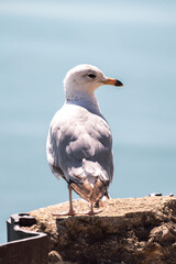 A gray and white seagull sits on concrete and metal sheet piles along the shore of Lake Michigan in Chicago on a bright sunny day.