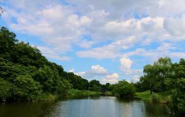 Fototapeta na wymiar 初夏　爽やかな新緑　池　癒しの風景　古河