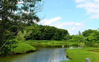 初夏　爽やかな新緑　池　癒しの風景　古河