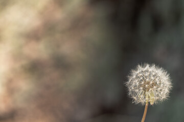 A beautiful nature background image of a white dandelion flower that has gone to seed in the lower right corner and blurred bokeh background with copy space.