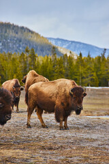 Small herd of bison grazing in fields by mountains © Nicholas J. Klein