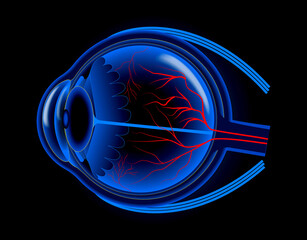 set of realistic human eyeball isolated or close up human eyeball retina with pupil and iris. eps vector
