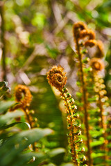 Spiraling fern plants in early spring