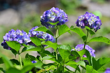 紫色のあじさいの背比べ