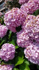 pink hydrangea flowers
