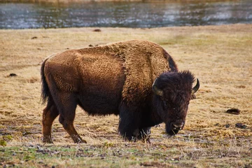 Deurstickers Lone bison grazing in grassy field © Nicholas J. Klein