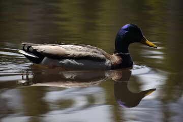 Blue-Mallard Duck in the Bierstadt lake Colorado
