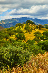 Lush green forest over endless mountains in spring