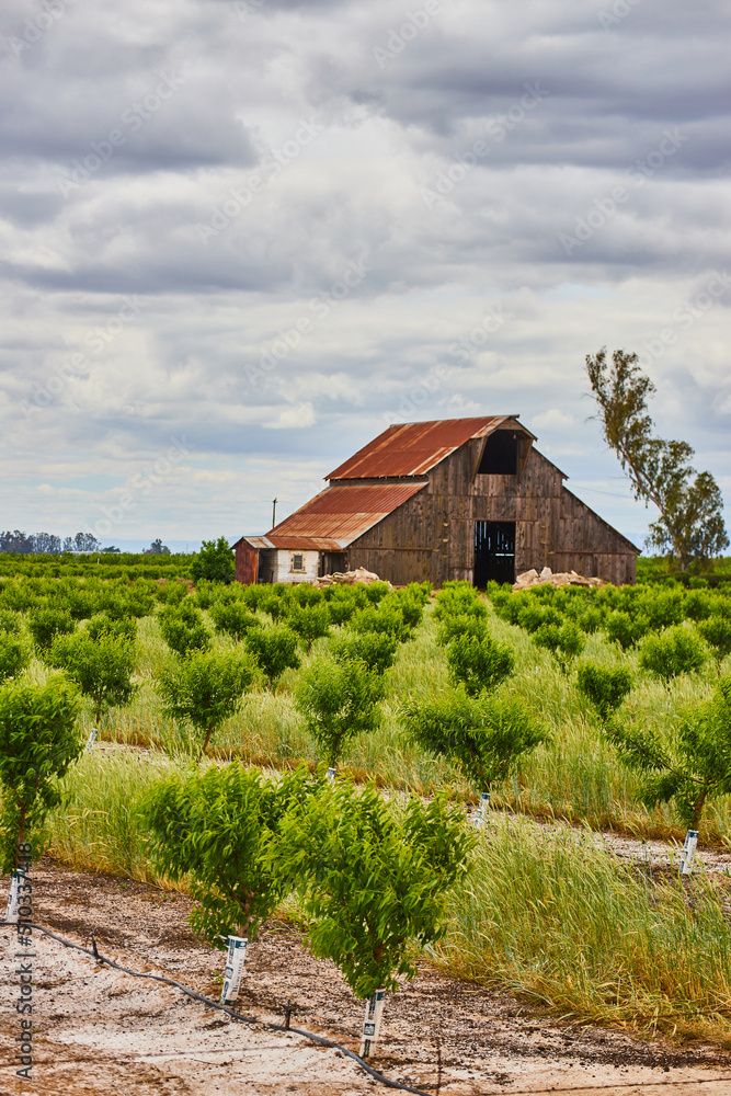 Poster Red farmhouse in spring with baby fruit trees