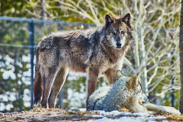 Naklejka na ściany i meble Pair of wolves on rocks taking a break in park