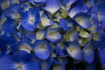 blue and purple hydrangea