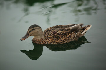 duck on the water