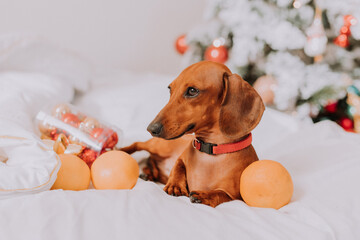 little dachshund is lying on a white sheet among tangerines near the Christmas tree. Christmas dog