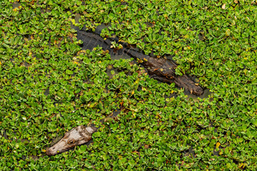 Fototapeta premium A dupla de jacarés no pantano