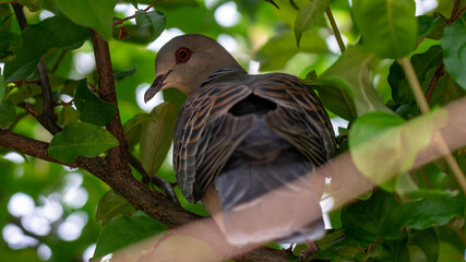 鳩さんの後ろ姿