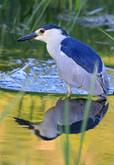 Black-Crowned Night-Heron with nice reflection and green background