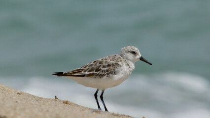 Obraz premium Sanderling Bird Watching Waves on Florida Beach