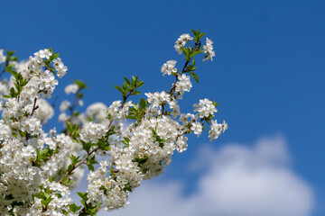blossoming tree in spring