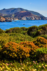 Spring fields next to ocean by Highway One in California with bridge