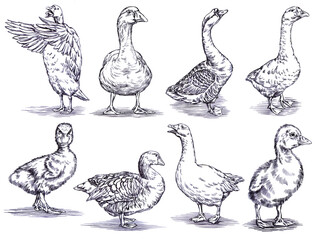 black and white engrave ink draw isolated duck set illustration