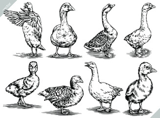 black and white engrave ink draw isolated duck vector set illustration