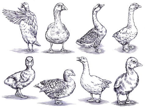 black and white engrave ink draw isolated duck set illustration