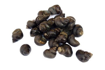 Thai river mollusks that live in freshwater or River snails on white background. Edible and economic agriculture products that some Thai farmers make the mollusks farm for sell to the restaurants. 