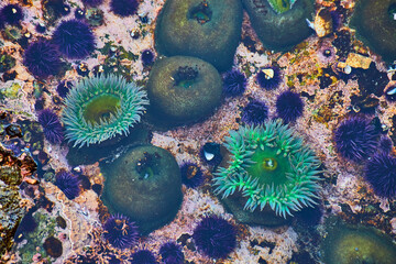 Ocean tide pool on west coast detail of sea anemone