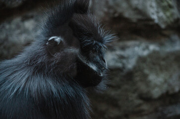 Gibbons