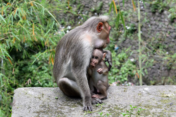 Grandpa monkey protects his grandchild from humans