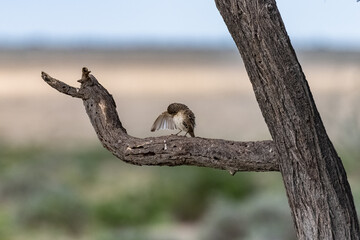 Sociable weaver, Philetairus socius, sparrow bird on a branch in Namibia
