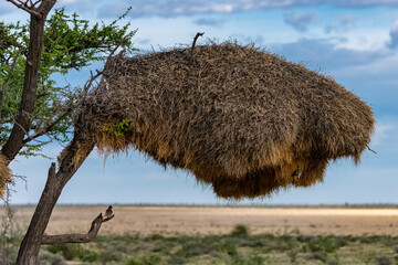 Sociable weaver, Philetairus socius, sparrow bird on a branch in Namibia, big nest on a tree
