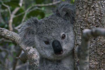 BABY KOALA